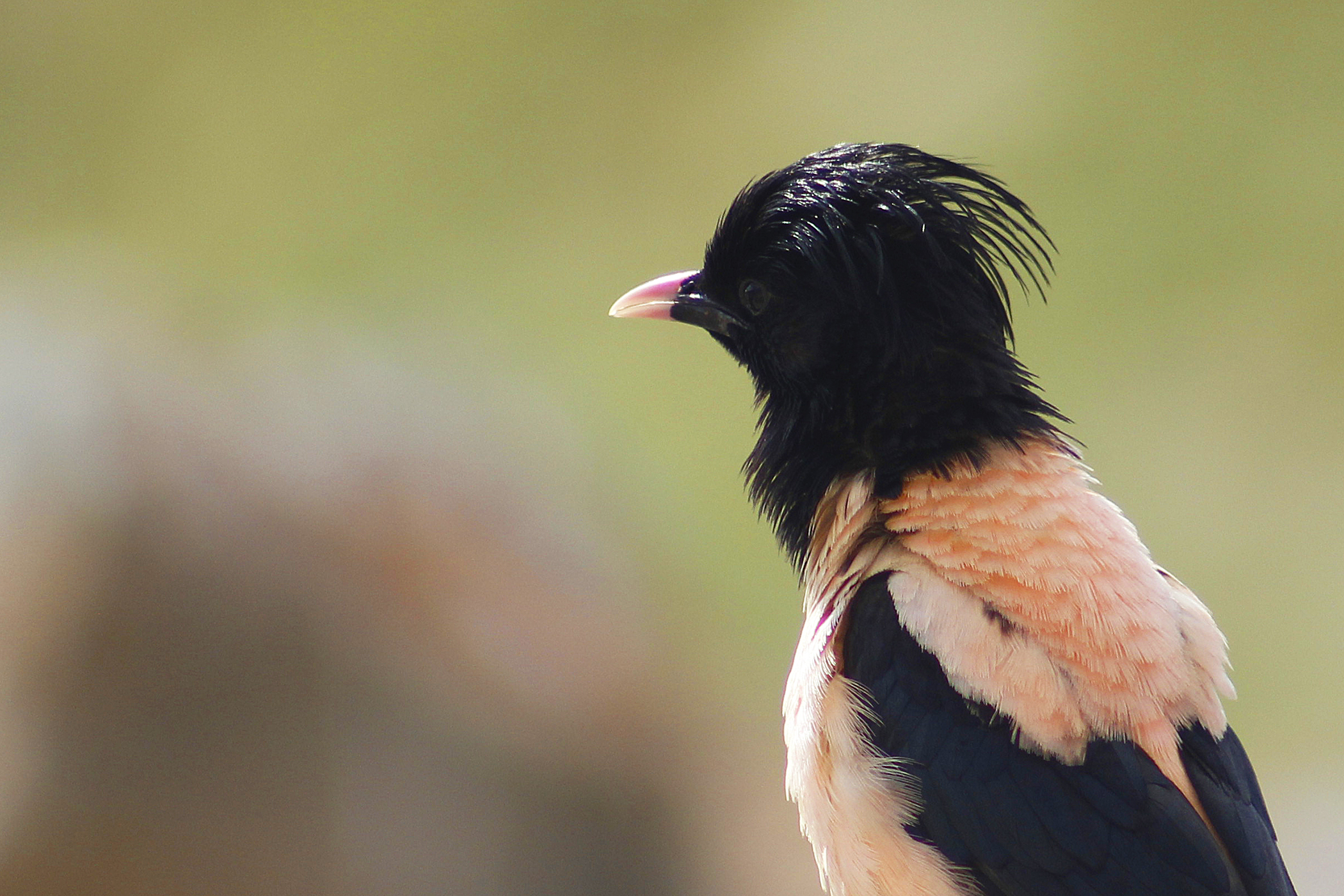 Rosy Starling